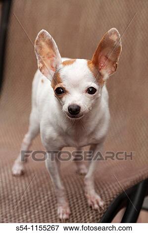 A female adult chihuahua standing on a chair View Large Photo Image Stock Photo - A female adult chihuahua standing on a chair. Fotosearch