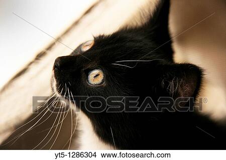 Picture - A female black and white kitten looking out of a window. Fotosearch
