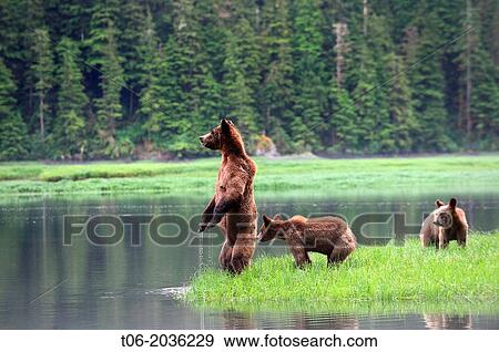 A female grizzli bear (Ursus arctos horribilis) and her two cubs watching warily across the water, toward the opposite bank where they would like to swim, Khutzeymateen Grizzly Bear Sanctuary, British Columbia, Canada, June 2013. View Large Photo Image Stock Photo - A female grizzli bear (Ursus arctos horribilis) and her two cubs watching warily across the water, toward the opposite bank where they would like to swim, Khutzeymateen Grizzly Bear Sanctuary, British Columbia, Canada, June 2013.. Fotosearch
