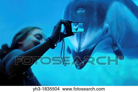 A female tourist taking picture of Pacific white-sided dolphin at the Vancouver Aquarium, Vancouver, BC View Large Photo Image Picture - A female tourist taking picture of Pacific white-sided dolphin at the Vancouver Aquarium, Vancouver, BC. Fotosearch