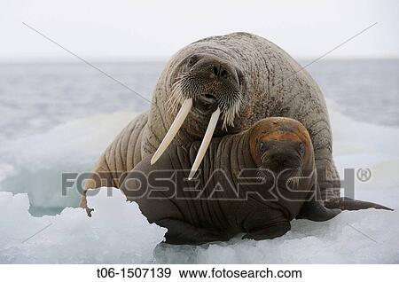 A female walrus and her calf resting on ice Odobenus rosmarus Foxe Basin, Nunavut, Canada View Large Photo Image Stock Photo - A female walrus and her calf resting on ice Odobenus rosmarus Foxe Basin, Nunavut, Canada. Fotosearch