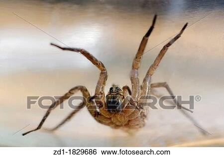 A female wolf spider View Large Photo Image Stock Photograph - A female wolf spider. Fotosearch