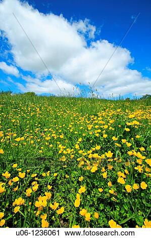 Stock Image - a field of buttercups and green grass with sky and clouds. Fotosearch