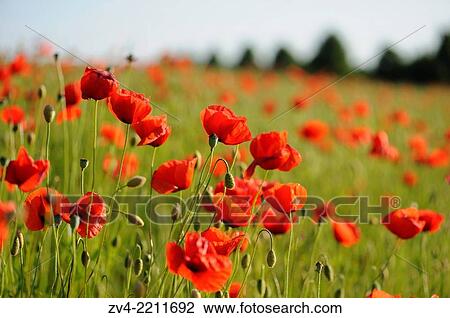 A field of flowerig Corn poppies (Papaver rhoeas) in a corn field in summer. View Large Photo Image Stock Image - A field of flowerig Corn poppies (Papaver rhoeas) in a corn field in summer.. Fotosearch
