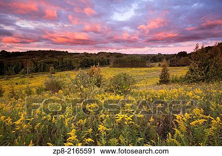 Stock Image - A Field of Goldenrod during a spectacular sunset at Rogers Reservoir, East Gwillimbury, Ontario, Canada.. Fotosearch