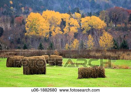 a field of hay bales in the Annapolis valley of Nova Scotia Canada View Large Photo Image Stock Image - a field of hay bales in the Annapolis valley of Nova Scotia Canada. Fotosearch