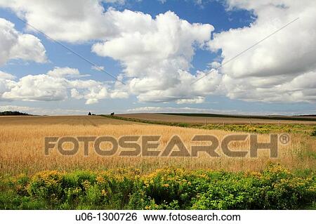 A field of wheat at Prince Edward island, Canada View Large Photo Image Stock Photograph - A field of wheat at Prince Edward island, Canada. Fotosearch