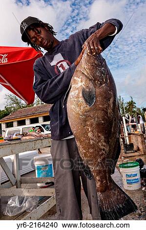 A fisherman holds a giant grouper at the fresh fish market Montagu beach Nassau, Bahamas. View Large Photo Image Stock Image - A fisherman holds a giant grouper at the fresh fish market Montagu beach Nassau, Bahamas.. Fotosearch