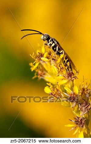 A five-banded tiphiid wasp (Myzinum quinquecinctum) perches atop pinebarren goldenrod flowers (Solidago fistulosa); Florida, USA. View Large Photo Image Stock Photography - A five-banded tiphiid wasp (Myzinum quinquecinctum) perches atop pinebarren goldenrod flowers (Solidago fistulosa); Florida, USA.. Fotosearch