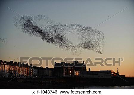 A flock of starlings murmuration flying over Aberystwyth pier at sunset, March evening, Wales UK - onre of three urban roosts in the UK View Large Photo Image Stock Photograph - A flock of starlings murmuration flying over Aberystwyth pier at sunset, March evening, Wales UK - onre of three urban roosts in the UK. Fotosearch