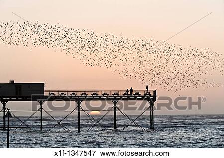 A flock of starlings roosting on Aberystwyth pier at sunset, west wales UK View Large Photo Image Stock Photo - A flock of starlings roosting on Aberystwyth pier at sunset, west wales UK. Fotosearch