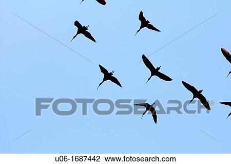 Stock Image - a flock of white ibis birds in florida USA viewed from below. Fotosearch