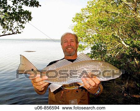 a florida USA fisherman holding a just caught Redfish (Sciaenops ocellatus) or Red Drum fish in a bay with the back of a large Florida Manatee showing up above the surface in the background of the photograph View Large Photo Image Picture - a florida USA fisherman holding a just caught Redfish (Sciaenops ocellatus) or Red Drum fish in a bay with the back of a large Florida Manatee showing up above the surface in the background of the photograph. Fotosearch
