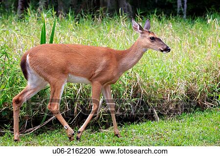 A Florida white-tailed deer walking in a clearing View Large Photo Image Stock Photograph - A Florida white-tailed deer walking in a clearing. Fotosearch