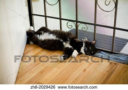 A fluffy tuxedo black and white cat lies between a gated screen door and a wooden floor. View Large Photo Image Stock Photograph - A fluffy tuxedo black and white cat lies between a gated screen door and a wooden floor.. Fotosearch