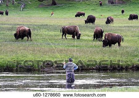 A fly fisherman seemingly is fishing for bison along the firehole river at Yellowstone National park, wyoming View Large Photo Image Stock Image - A fly fisherman seemingly is fishing for bison along the firehole river at Yellowstone National park, wyoming. Fotosearch