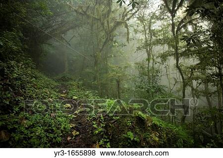 A foot path crosses the cloud forest in El Triunfo Biosphere Reserve in the Sierra Madre mountains, Chiapas state, Mexico View Large Photo Image Stock Photo - A foot path crosses the cloud forest in El Triunfo Biosphere Reserve in the Sierra Madre mountains, Chiapas state, Mexico . Fotosearch