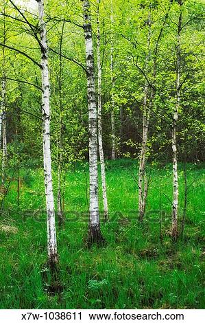 A forest also called a wood, woodland, wold, weald or holt is an area with a high density of trees. View Large Photo Image Stock Image - A forest also called a wood, woodland, wold, weald or holt is an area with a high density of trees.. Fotosearch