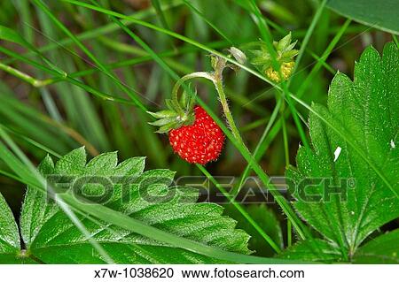 A forest also called a wood, woodland, wold, weald or holt is an area with a high density of trees. View Large Photo Image Stock Image - A forest also called a wood, woodland, wold, weald or holt is an area with a high density of trees.. Fotosearch