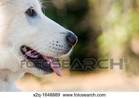 A four month old Shiba Inu cross breed puppy View Large Photo Image Stock Photo - A four month old Shiba Inu cross breed puppy. Fotosearch