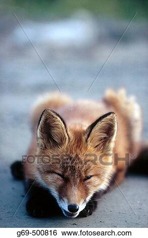 Stock Photograph - A fox cub (Vulpes vulpes) laying on a gravelled road. Marsliden. Vasterbotten. Sweden.. Fotosearch