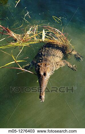 A fresh water crocodile or Johnston's crocodile, in the Northern Territory of Australia View Large Photo Image Stock Image - A fresh water crocodile or Johnston's crocodile, in the Northern Territory of Australia. Fotosearch
