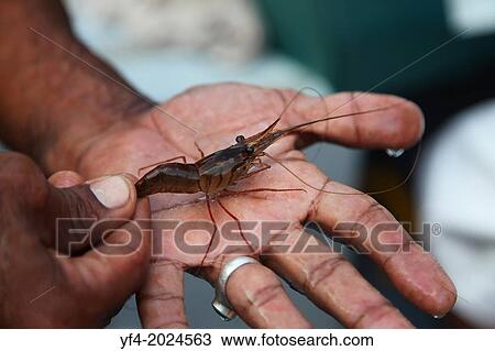 A fresh water shrimp in the hands hand of a guide Tortuguero National Park Lim? n Province of northeastern Costa Rica Central America. View Large Photo Image Stock Image - A fresh water shrimp in the hands hand of a guide Tortuguero National Park Lim? n Province of northeastern Costa Rica Central America.. Fotosearch