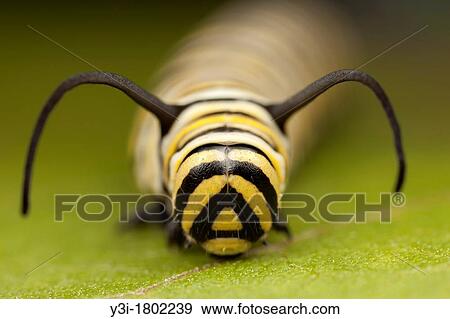 A frontal view of the head of a 5th instar Monarch Butterfly Danaus Plexippus caterpillar larva, Ward Pound Ridge Reservation, Cross River, Westchester County, New York, USA View Large Photo Image Stock Photo - A frontal view of the head of a 5th instar Monarch Butterfly Danaus Plexippus caterpillar larva, Ward Pound Ridge Reservation, Cross River, Westchester County, New York, USA. Fotosearch