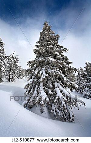 A frozen fir tree in a snow field on Tumalo Mountain, Oregon View Large Photo Image Stock Photo - A frozen fir tree in a snow field on Tumalo Mountain, Oregon. Fotosearch