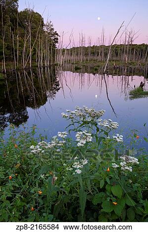 Picture - A full moon rising at sunset over a marshy lake near Bala in Muskoka, Ontario, Canada.. Fotosearch