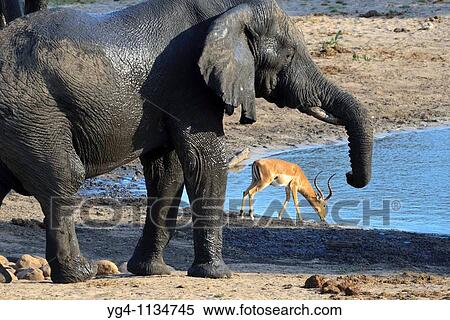 A Gentle Giant and a Graceful Impala at a waterhole Loxodonta Africana and Aepyceros Melampus Fall, March 2007 Tembe Elephant Park, Kwazulu-Natal, South Africa View Large Photo Image Stock Photography - A Gentle Giant and a Graceful Impala at a waterhole Loxodonta Africana and Aepyceros Melampus Fall, March 2007 Tembe Elephant Park, Kwazulu-Natal, South Africa. Fotosearch