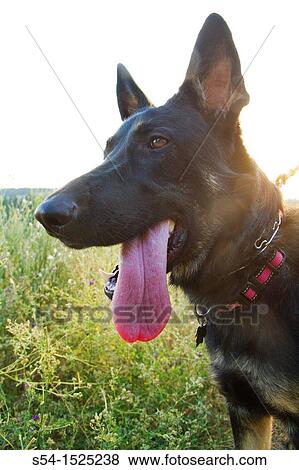 A German Shepherd dog outdoors in Spokane, Washington, USA View Large Photo Image Stock Photo - A German Shepherd dog outdoors in Spokane, Washington, USA. Fotosearch