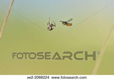Picture - A German wasp Vespula germanica against a Larinioides cornutus spider, Crete. Fotosearch