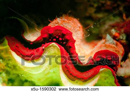 A giant clam which appears a dull brown under natural light, fluoresces bright red in the ultraviolet Tondoba Bay, Blueheaven holidays, Marsa Alam, Red Sea, Egypt View Large Photo Image Stock Image - A giant clam which appears a dull brown under natural light, fluoresces bright red in the ultraviolet Tondoba Bay, Blueheaven holidays, Marsa Alam, Red Sea, Egypt. Fotosearch