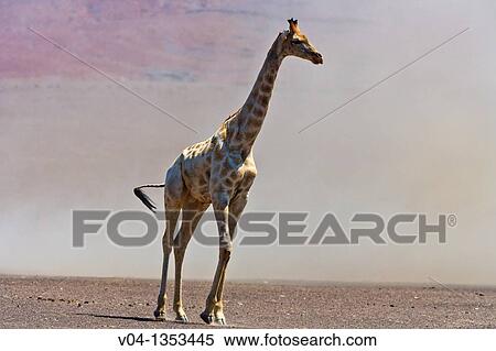 A giraffe (Giraffa camelopardalis) in a sandstorm in the Skeleton Coast Park, Namibia, Africa View Large Photo Image Stock Photography - A giraffe (Giraffa camelopardalis) in a sandstorm in the Skeleton Coast Park, Namibia, Africa. Fotosearch