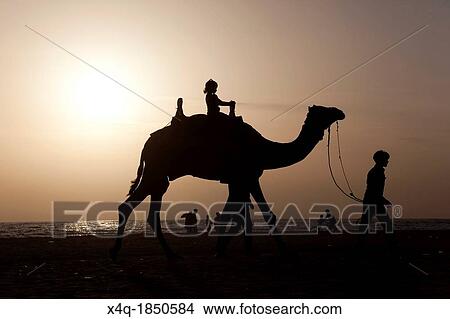 A girl riding a camel at sunset View Large Photo Image Picture - A girl riding a camel at sunset. Fotosearch