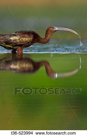 A Glossy Ibis (Plegadis falcinellus) feeding at dawn at the East Pond of Jamaica Bay National Wildlife Refuge. USA. View Large Photo Image Picture - A Glossy Ibis (Plegadis falcinellus) feeding at dawn at the East Pond of Jamaica Bay National Wildlife Refuge. USA.. Fotosearch