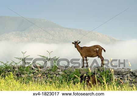 A goat on the stone wall in the meadow Asturias, Spain View Large Photo Image Stock Photo - A goat on the stone wall in the meadow Asturias, Spain. Fotosearch