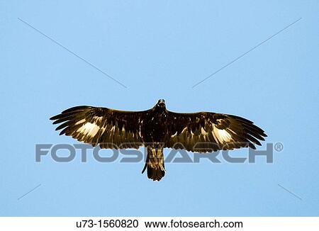 A Golden eagle flying up high. View Large Photo Image Stock Image - A Golden eagle flying up high.. Fotosearch