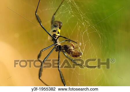 Stock Image - A Golden Orb spider wraps its prey in the web - storing for later. Fotosearch
