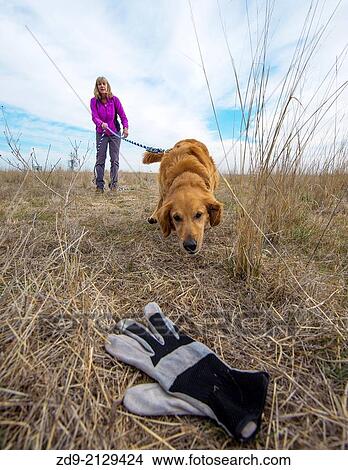 A golden retriever is trained in tracking. View Large Photo Image Picture - A golden retriever is trained in tracking.. Fotosearch