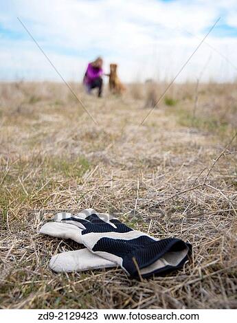 A golden retriever is trained in tracking. View Large Photo Image Stock Image - A golden retriever is trained in tracking.. Fotosearch