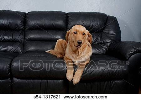 Stock Image - A Golden Retriever on a black leather couch.. Fotosearch