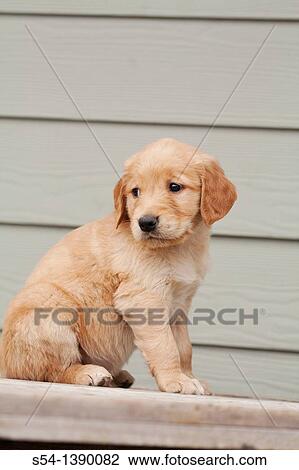 Stock Image - A Golden Retriever puppy, six weeks old. Fotosearch