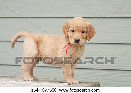 A Golden Retriever puppy, six weeks old View Large Photo Image Stock Photograph - A Golden Retriever puppy, six weeks old. Fotosearch