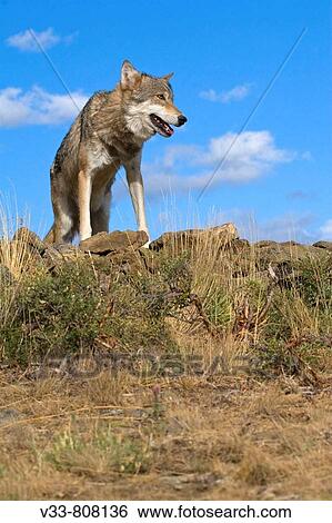 A Gray Wolf lays ontop of a rocky hill to get a better view View Large Photo Image Stock Photograph - A Gray Wolf lays ontop of a rocky hill to get a better view. Fotosearch