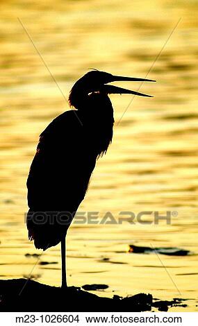 A great blue heron, ardea herodias, is silhoutted agains the backdrop of a golden lake, Pennsylvania, USA View Large Photo Image Picture - A great blue heron, ardea herodias, is silhoutted agains the backdrop of a golden lake, Pennsylvania, USA. Fotosearch