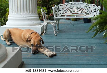 A great dane rests on the porch at Walter Place in Holly Springs View Large Photo Image Stock Image - A great dane rests on the porch at Walter Place in Holly Springs. Fotosearch