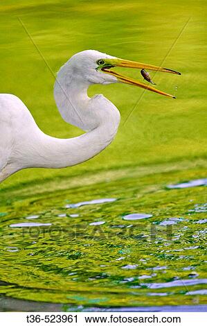 Stock Image - A Great Egret (Ardea alba) feeding on small bait fish at the Pool in New York City's Central Park. This common visitors to the park were almost wiped out in the early 1900's by market hunters filling the demand for feathers for ladies? hats. New York. USA. Fotosearch