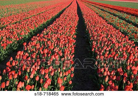 A great field of red tulips in the northern part of the Netherlands near Amsterdam. View Large Photo Image Stock Photography - A great field of red tulips in the northern part of the Netherlands near Amsterdam.. Fotosearch